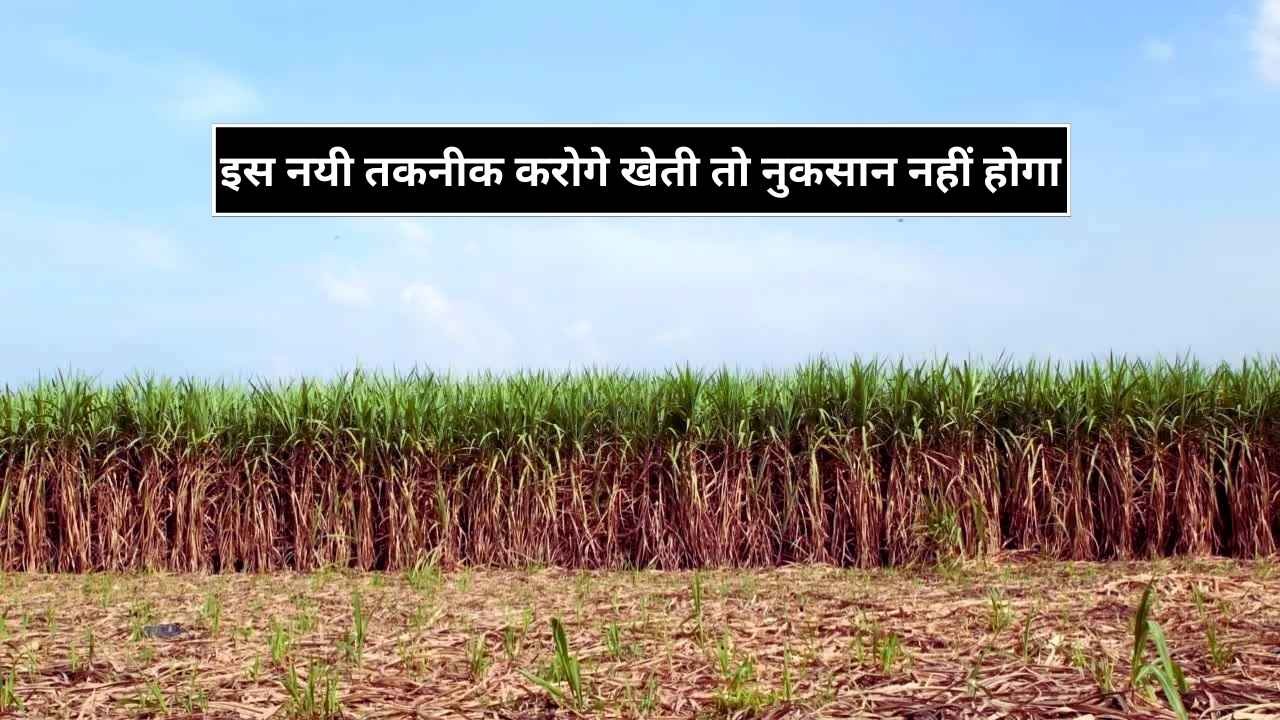 If you are cultivating sugarcane in 2025