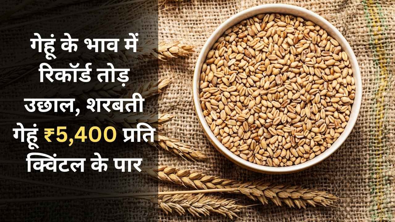 मोदी सरकार का तोफा गेहूं के भाव में रिकॉर्ड तोड़ उछाल, शरबती गेहूं ₹5,400 प्रति क्विंटल के पार ताज़ा मंडी भाव जानें