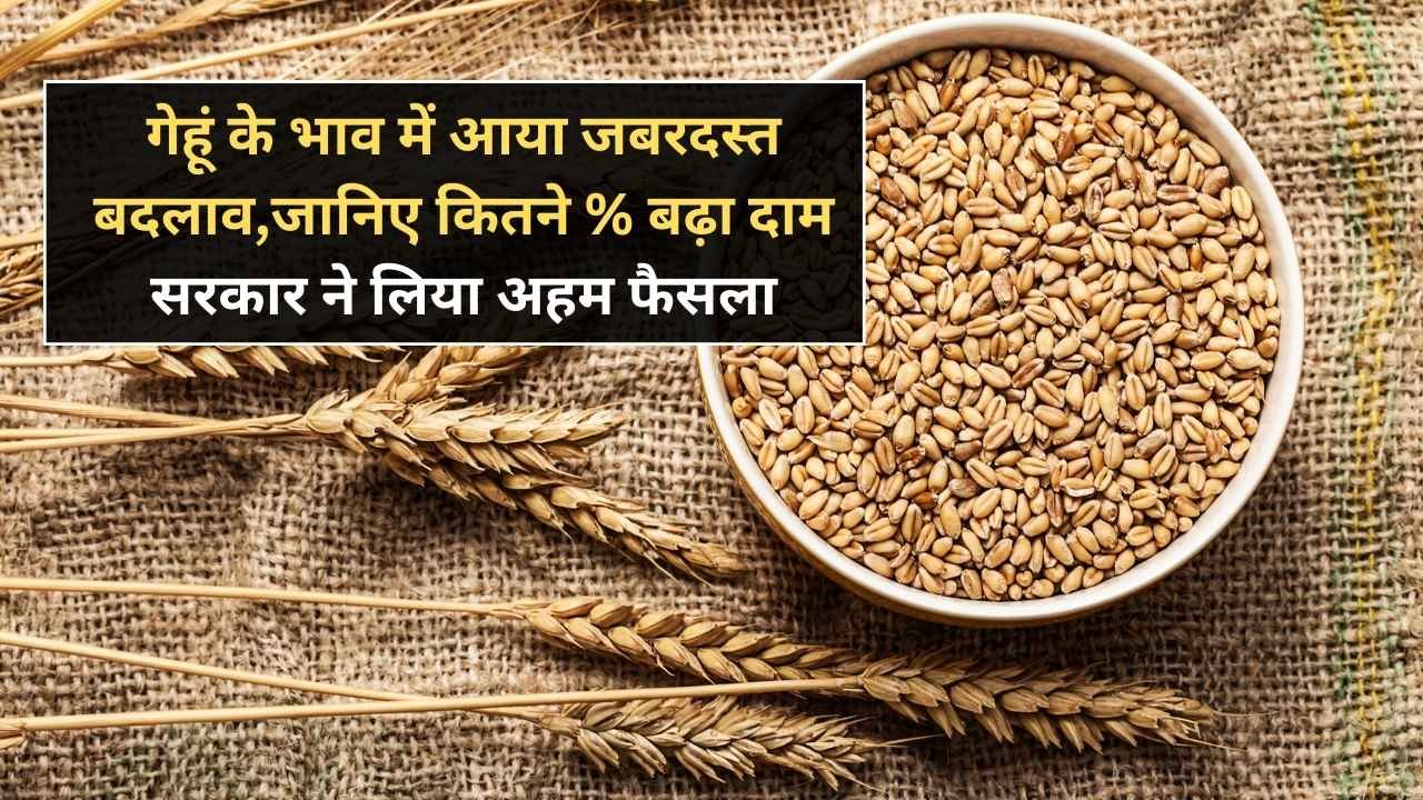 गेहूं के भाव में आया जबरदस्त बदलाव,जानिए कितने % बढ़ा दाम सरकार ने लिया अहम फैसला